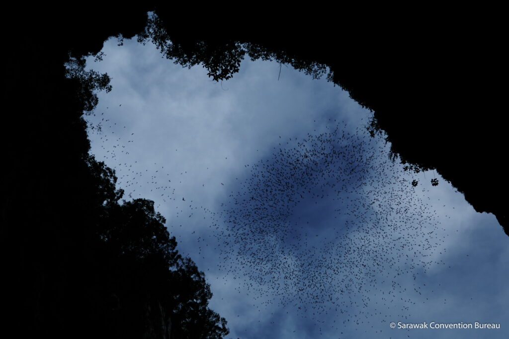 Fruit Bat Exodus at Deer Cave