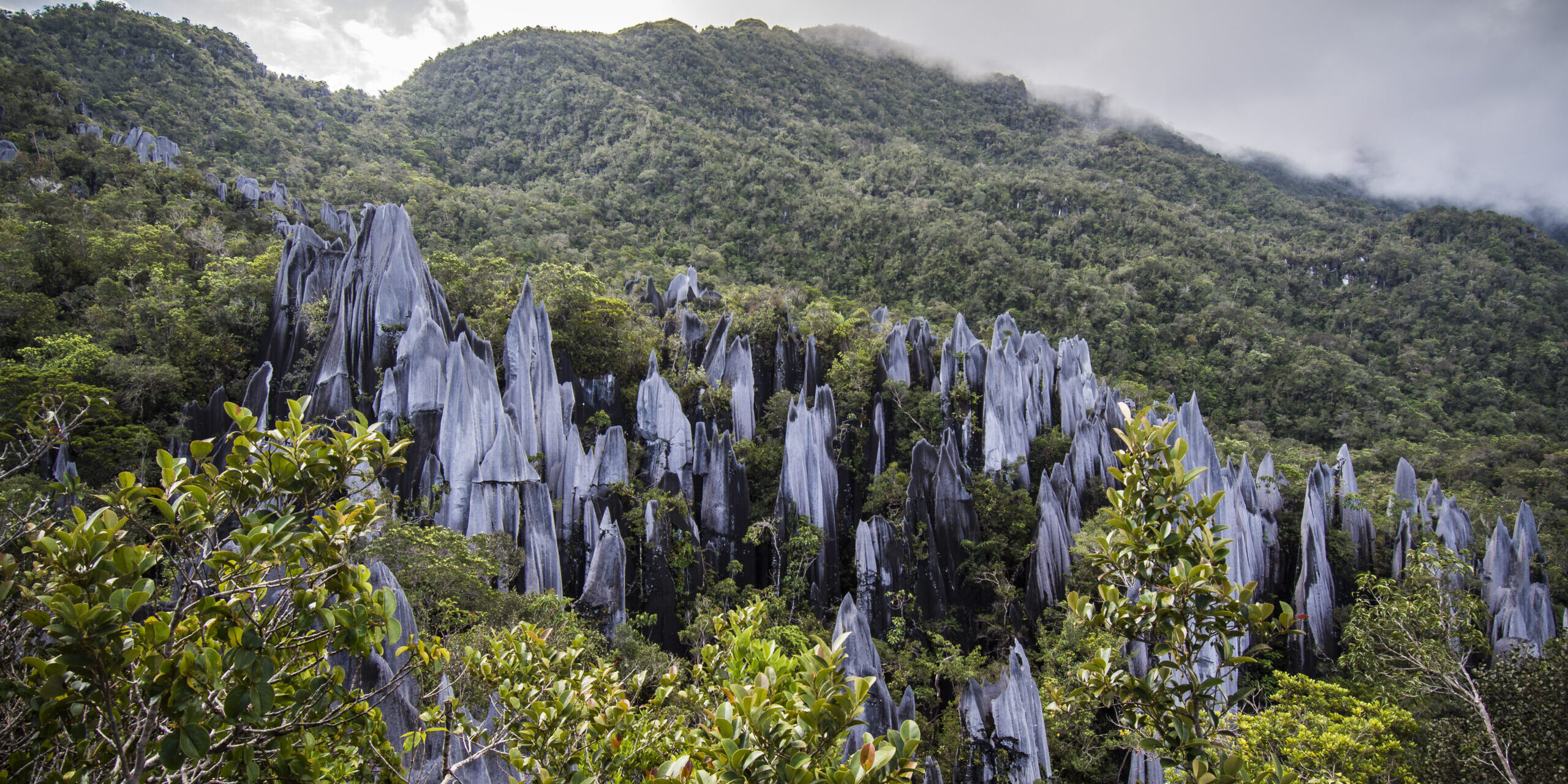 Pinnacles in Gunung Mulu National Park Borneo Malasia.
