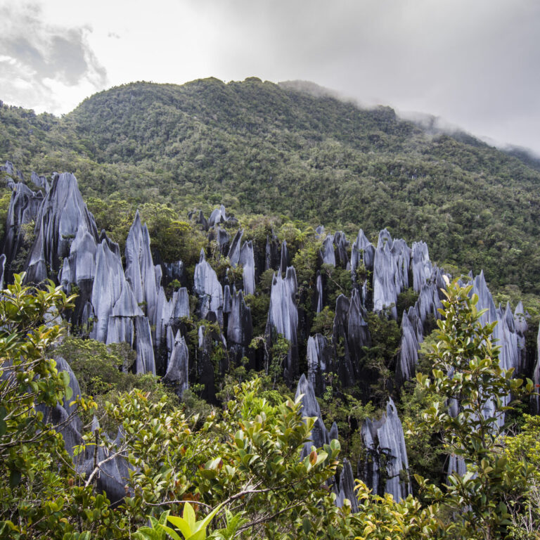Pinnacles in Gunung Mulu National Park Borneo Malasia.