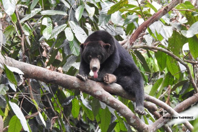 Bornean Sunbear