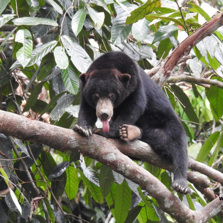 Bornean Sunbear