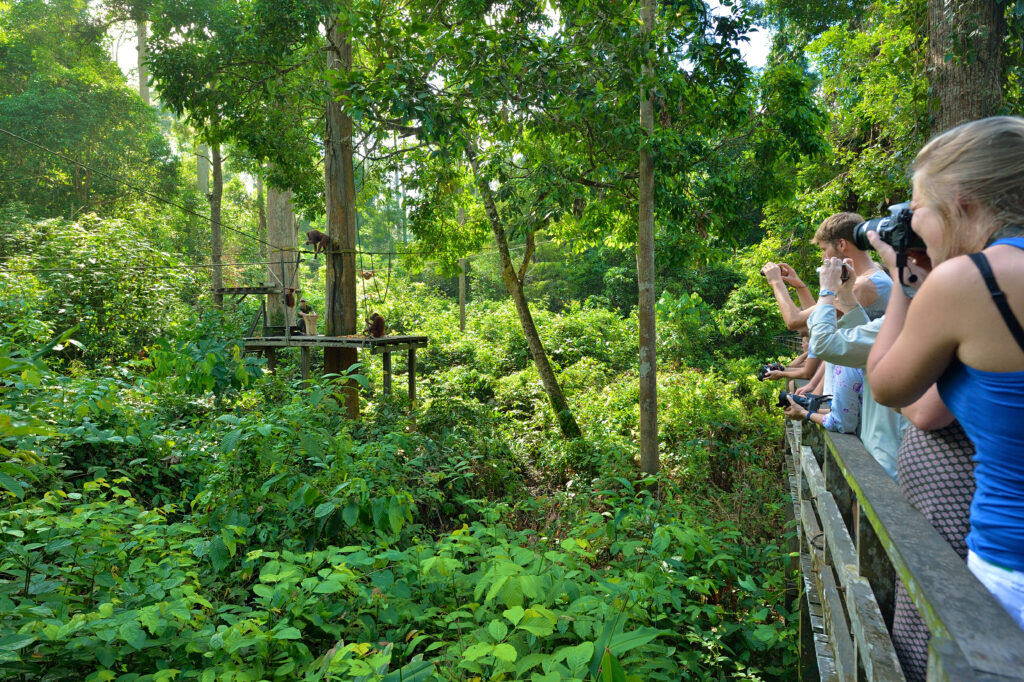 4D/3N Nature Experience Tour Turtle Island/Sepilok Orang Utan/Sun Bear/Kinabatangan River/Morning Cruise & Jungle Trekking & Sandakan City (Fullboard)