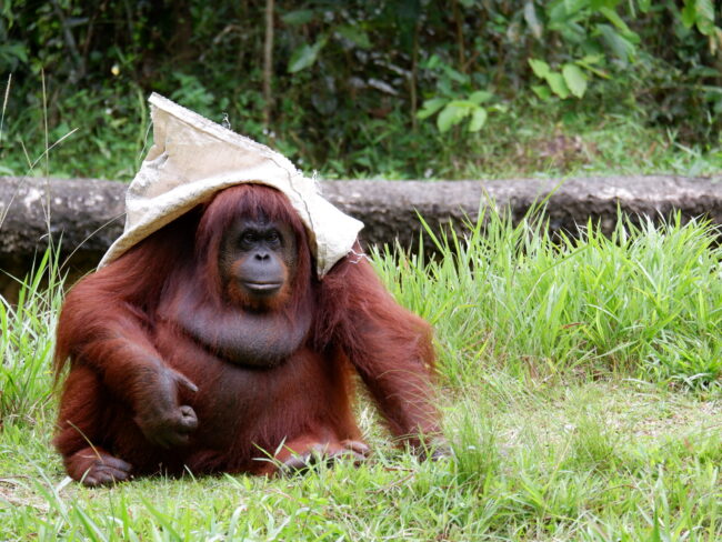 ORANG UTAN
