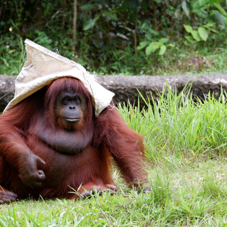 ORANG UTAN