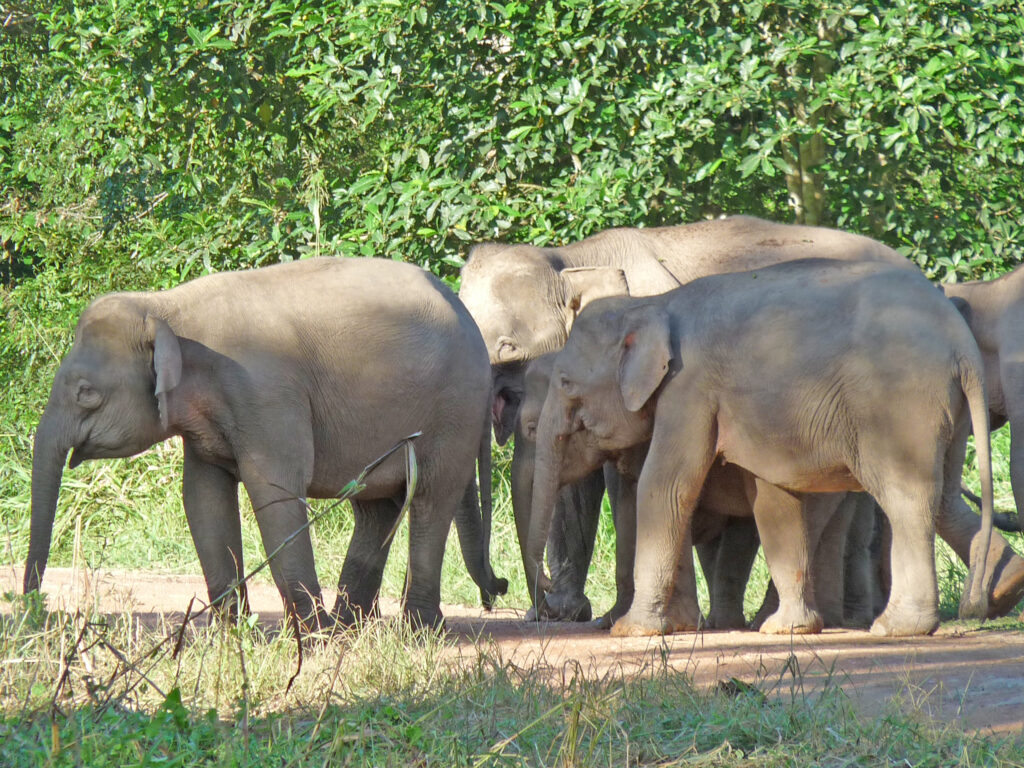 4D3N Tabin Wildlife Safari