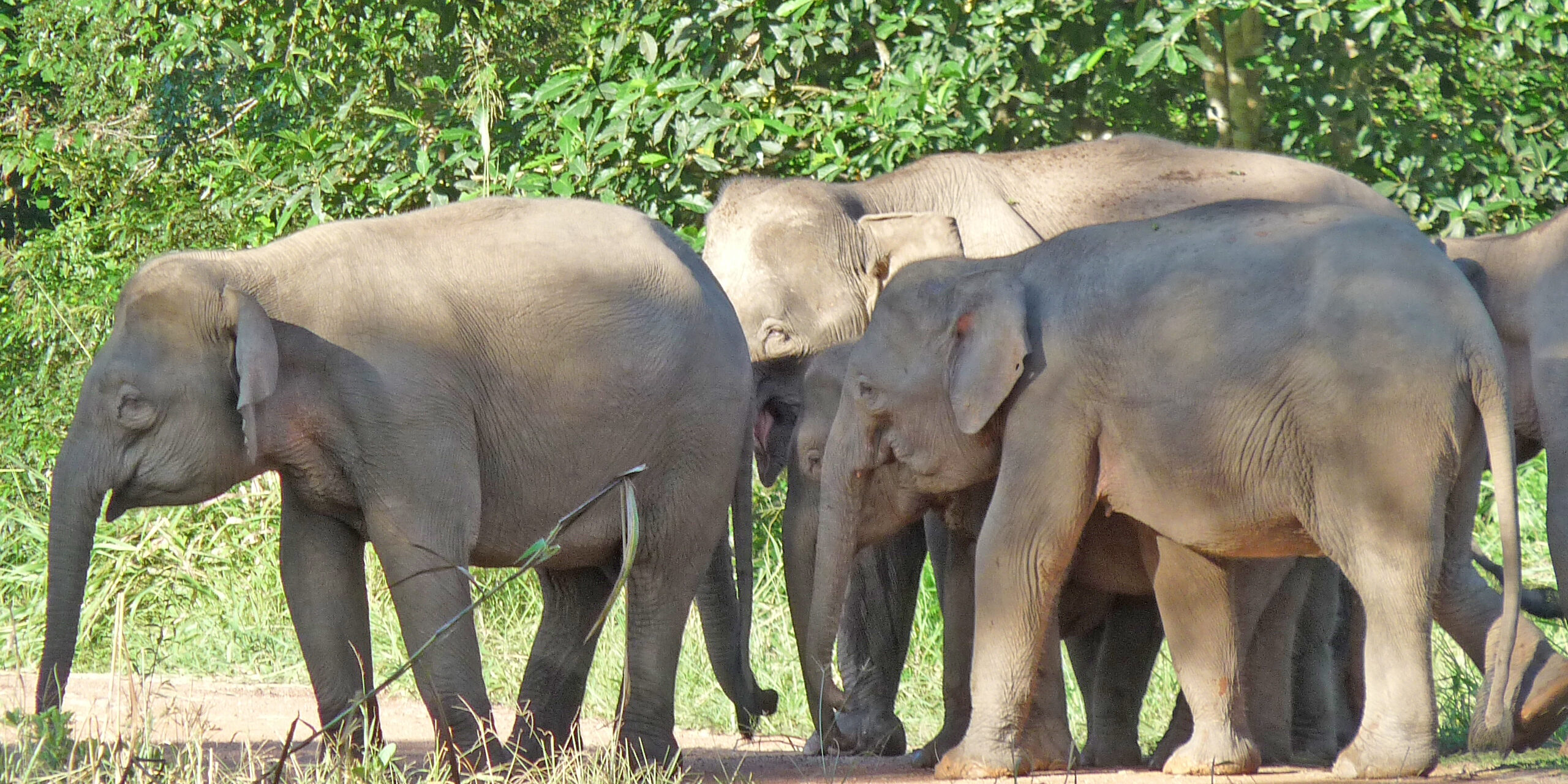Pygmy Elephants