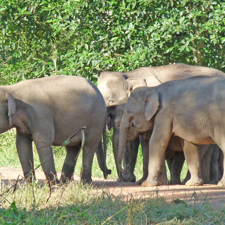 Pygmy Elephants