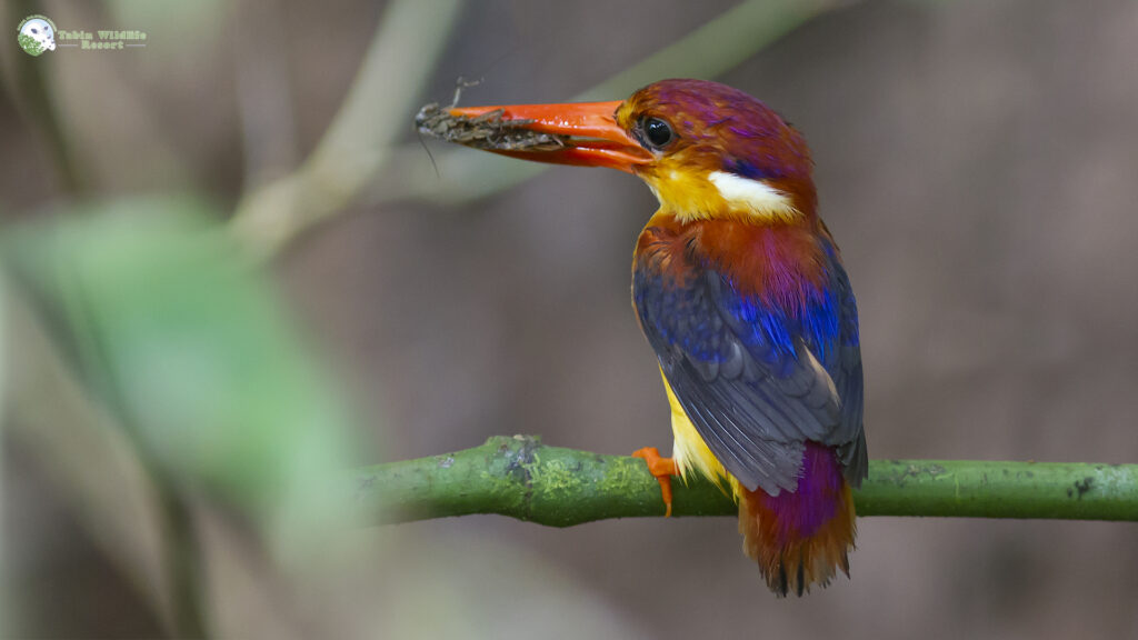 4D3N Birding at Tabin Wildlife Reserve
