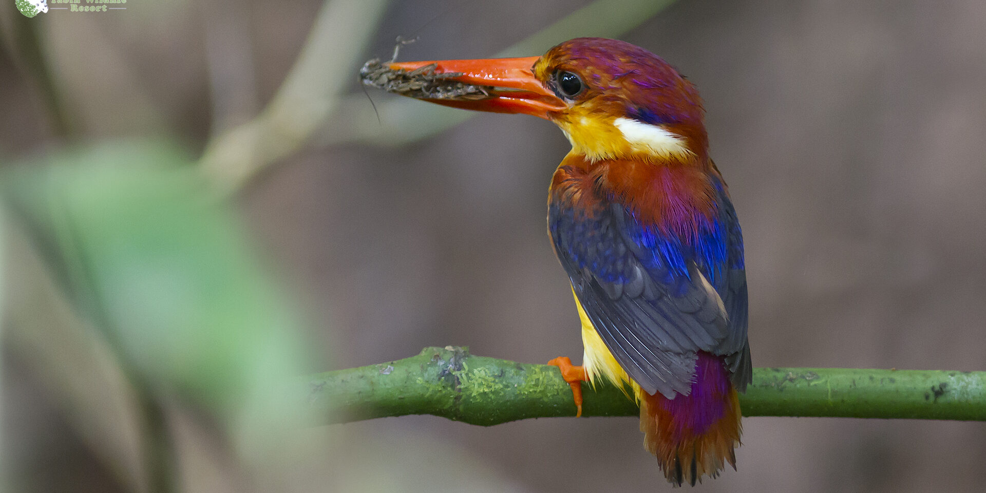 Rufous-backed Kingfisher