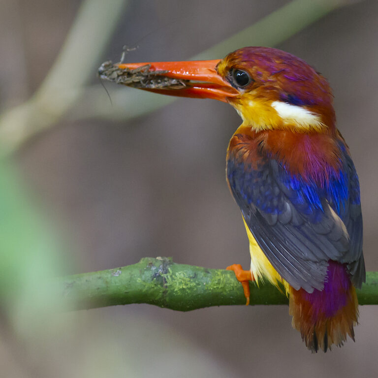 Rufous-backed Kingfisher