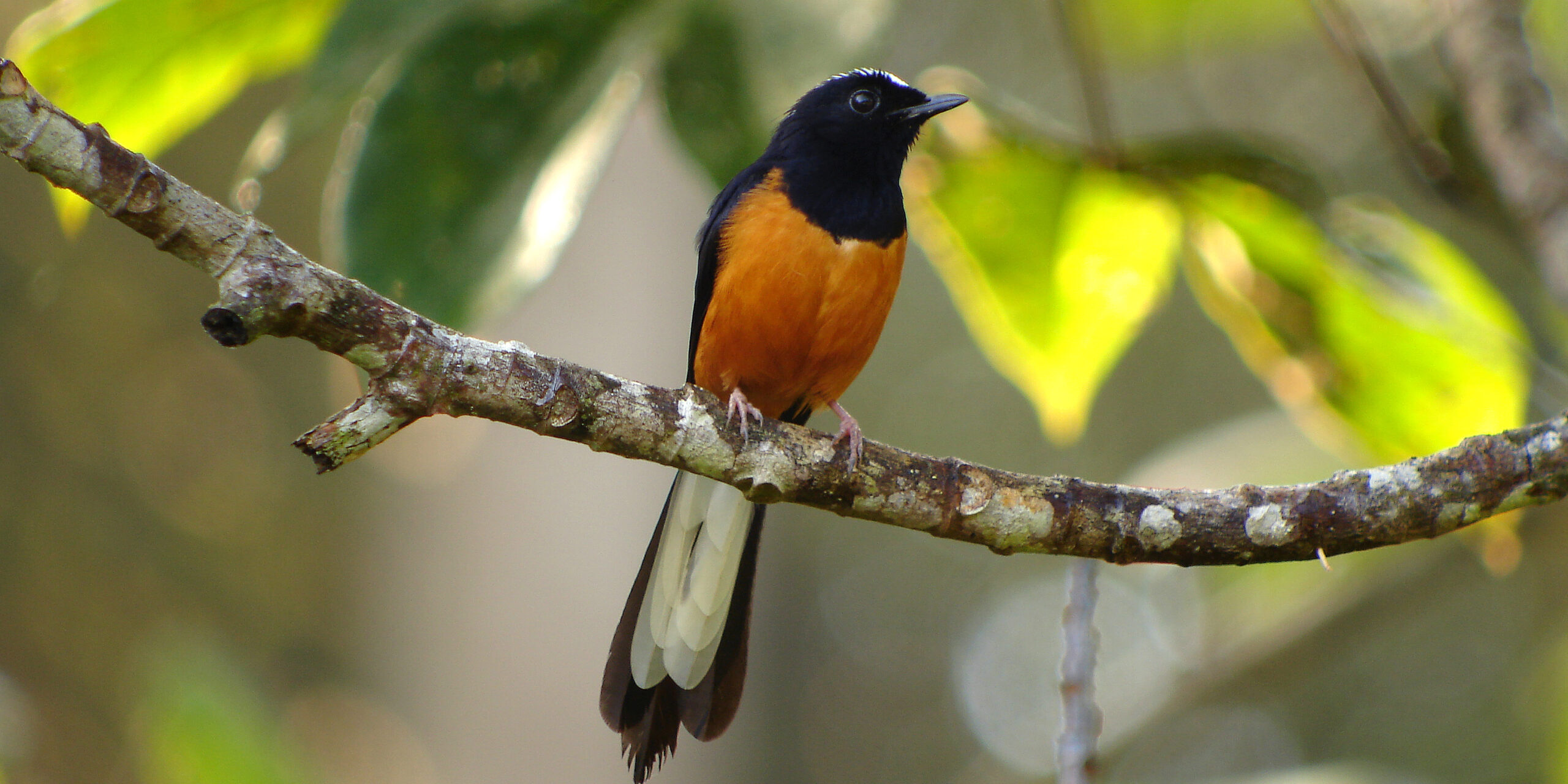 White-crowned Shama