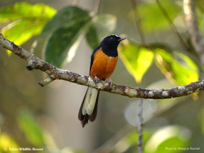 White-crowned Shama