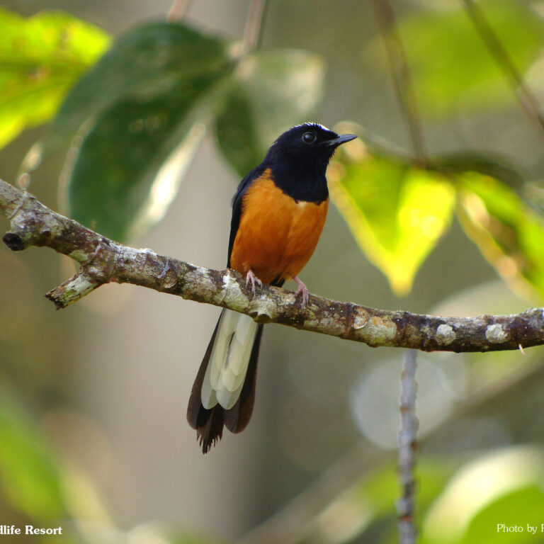 White-crowned Shama