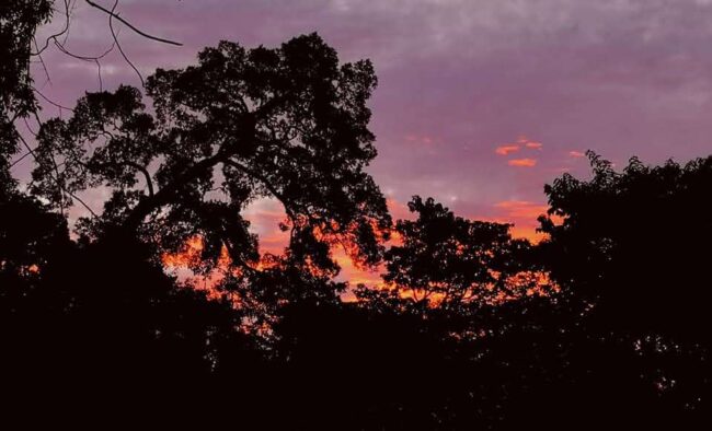 rainforest-afterdark (1)