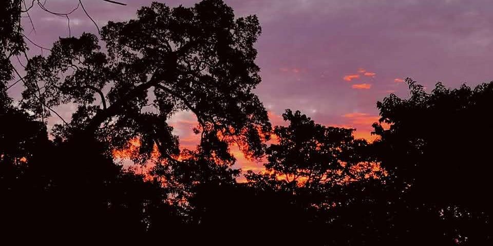 rainforest-afterdark (1)