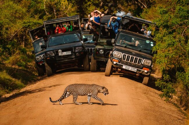 Crowded-Yala-national-park