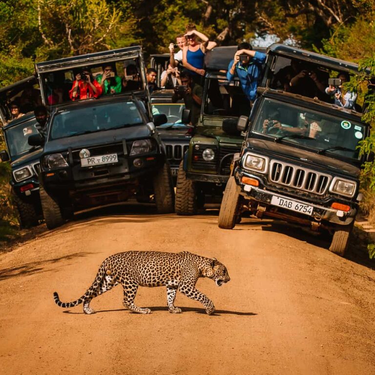 Crowded-Yala-national-park